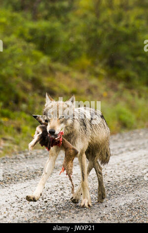 Gray wolf (Canis lupus) from the Grant Creek pack with food in its mouth, Denali National Park Stock Photo