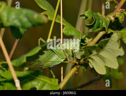 Great Green Bush-Cricket - Tettigonia viridissima  In Oak Bush Stock Photo