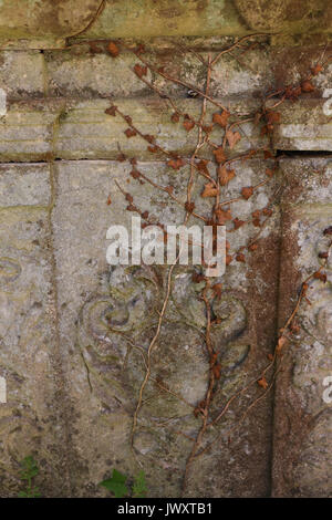The ivy climbing up the side of an old table tomb has died, leaving a brown branched skeleton on the gray stone; colors are subtle and calming. Stock Photo