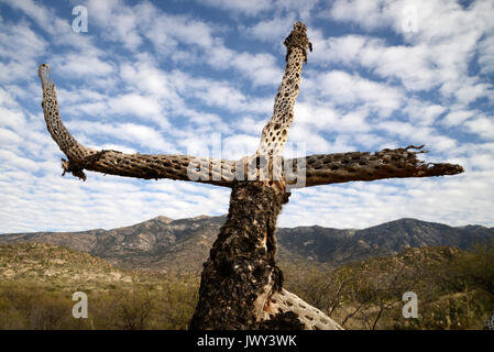 The skeleton of a cholla cactus stands over the Sonoran Desert in the foothills of the Santa Catalina Mountains, Catalina, Arizona, USA. Stock Photo