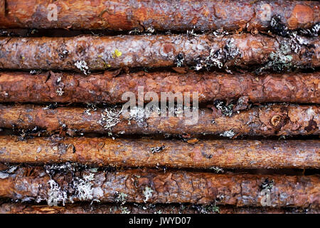 A log wall of a barn or a building. Stock Photo