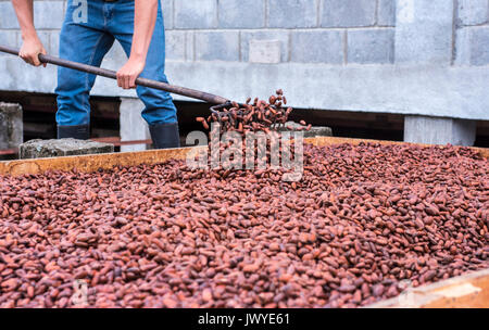 drying cacao in honduras Stock Photo