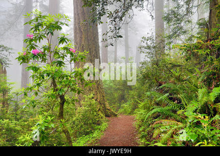 Blooming rhododendrons in the Northern California Redwoods Damnation Creek Trail Del Norte