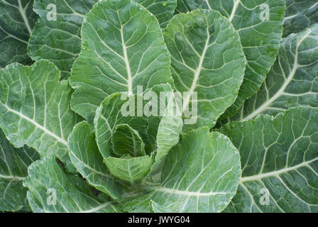 Organic collard greens hi-res stock photography and images - Page 3 - Alamy