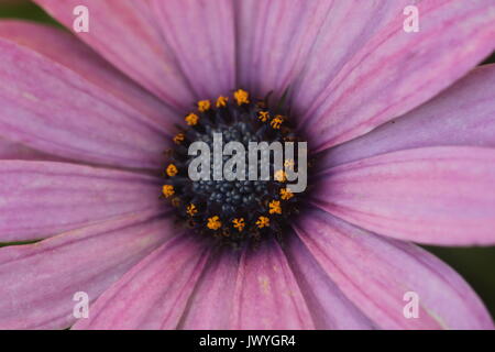 Purple African daisy flower center; Osteospermum Stock Photo