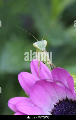 Praying mantis on pink flower macro Stock Photo