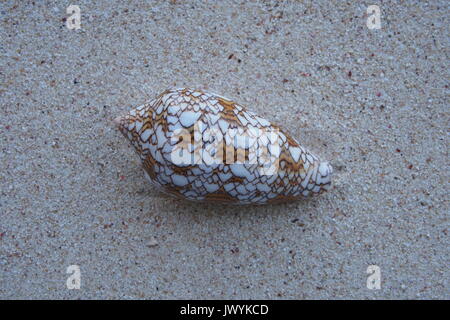 Textile cone (Conus textile), top view. Live caught at Munda, New Georgia, Solomon Islands, 1966-1975. Stock Photo