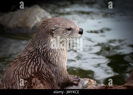 Closeup of a river otter that has just come out of the water; his fur is wet, he looks to the right, a large rock is in background, whiskers, nose,paw Stock Photo