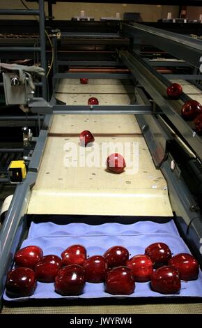 Apples being packed in a warehouse Stock Photo