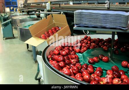 Apples being packed in a warehouse Stock Photo