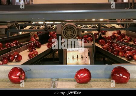 Apples being packed in a warehouse Stock Photo