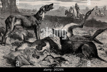 Death of a Red Forrester or Old Man Kangaroo, circa 1860 Stock Photo