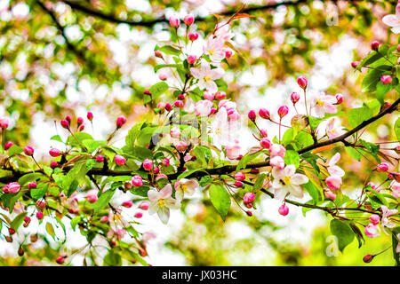 Closeup of light pink cherry blossoms with bokeh and rain drops on leaves Stock Photo