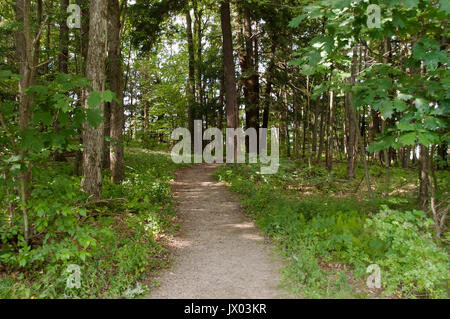 Dirt path through the woods Stock Photo