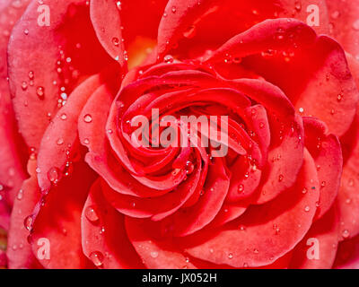 Beautiful Red Rose with Water Drops, Closeup after Rain Stock Photo