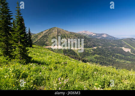 Mount Glory and the Teton Mountains rising above Highway 22 below a large meadow of wildflowers along the Black Canyon Trail in the northern Snake Riv Stock Photo