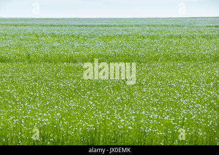 Large field of flax in bloom in spring Stock Photo