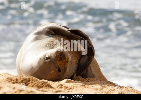 Monk seal looks with curiosity at the paparazzi Stock Photo