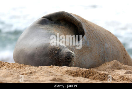 Monk seal sleeps soundly on side Stock Photo