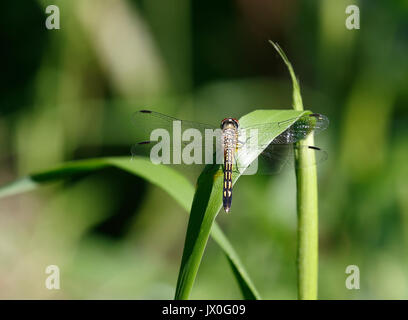 Gold and black dragonfly rests on leaf Stock Photo