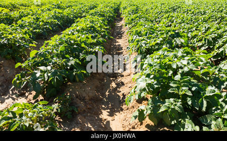 Large potato field with potato plants planted in nice straight rows Stock Photo