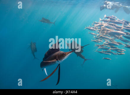 Atlantic sailfish feeding on sardines off the coast of Isla Mujeres, Mexico during the winter months. Stock Photo