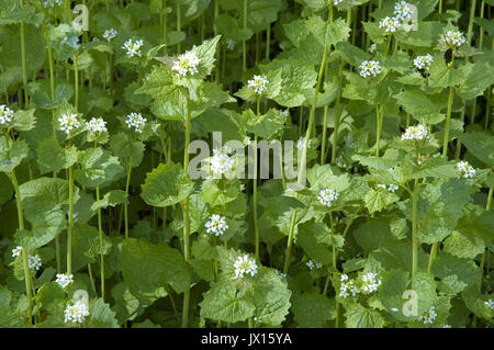 hedge garlic with white blossoms Stock Photo