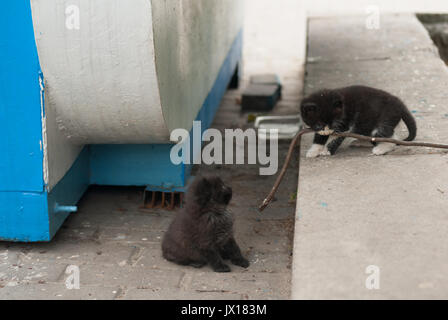Two homeless little cats on the street Stock Photo