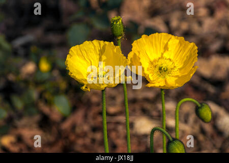 Close up of  green stem buds and two flowering yellow Iceland poppies on blurred background Stock Photo