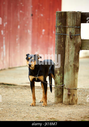 Farm Shepherds dog at the woodshed Stock Photo