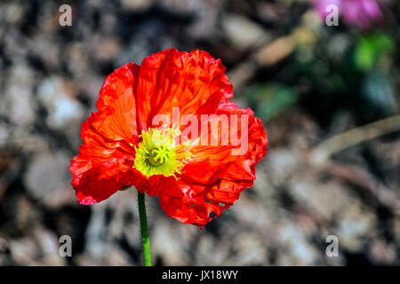 Close up of  green stem and flowering red iceland poppy on blurred background Stock Photo