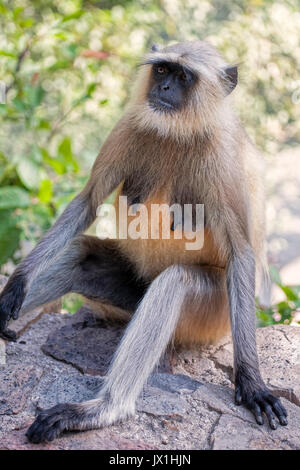 Female Gray Langur Monkey  Presbytis entellus  at the Ranthambore National Park in Rajastan India. And is regarded as sacred in Hinduism Stock Photo