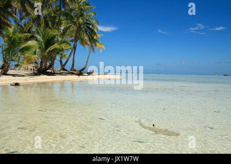 Requin à pointes noires nageant devant un îlot de l'atoll de Rangiroa -  -   -   - Stock Photo