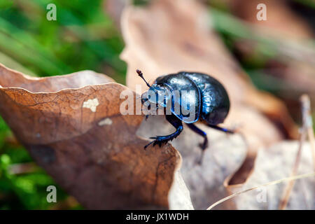 Dor crawling on dry leaves in forest , Trypocopris vernalis Stock Photo