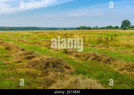 Summer landscape with rows of mown hay on a water-meadow Stock Photo