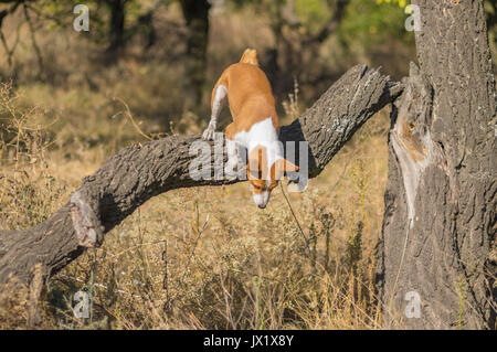 Wild Basenji dog jumping off from nearest tree at fall forest Stock Photo