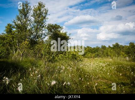 Beautiful lanscape Teufelsmoor near Bremen - Gemany Stock Photo