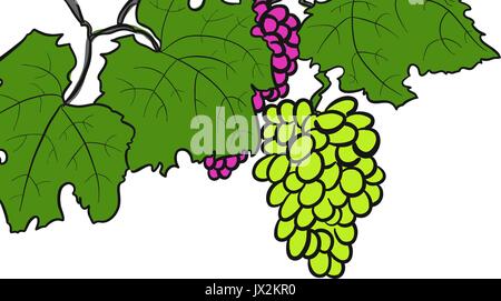Green and red Vine Grapes, hand drawn colored Illustration, Vector Image Stock Vector