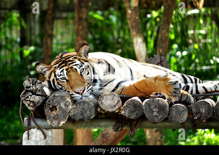 Bengal Tiger lying on the bed comfortably. Stock Photo