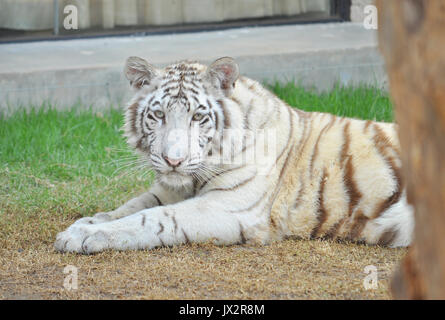 White Bengal tiger resting after playing with toys in the exibition at the zoo. Stock Photo
