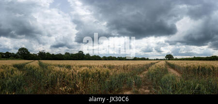 Dramatic Skies over a Wheat Field in Sussex Stock Photo