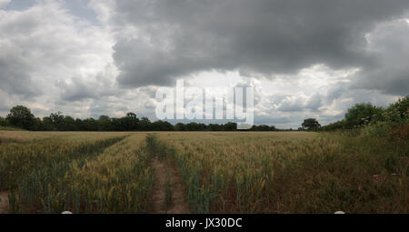 Dramatic Skies over a Wheat Field in Sussex Stock Photo