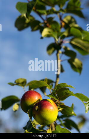 Cider apples growing wild high on a hillside in Asturias, Northern Spain. Stock Photo