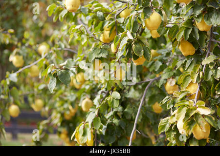 Heavy laden quince tree with ripe fruit Stock Photo