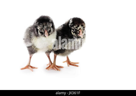 Pair of new born baby chicks, Silver Laced Wyandottes, isolated on a white background with light shadow. Extreme depth of field with selective focus o Stock Photo
