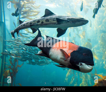 Fishes in Monterey Bay Aquarium Stock Photo