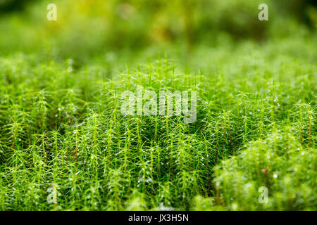 sphagnum growing wild Stock Photo - Alamy