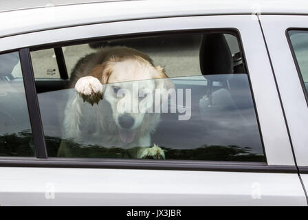 Dog locked in car trying to cool down Stock Photo