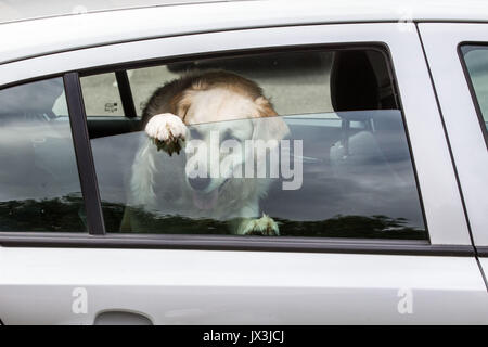 Dog locked in car trying to cool down Stock Photo