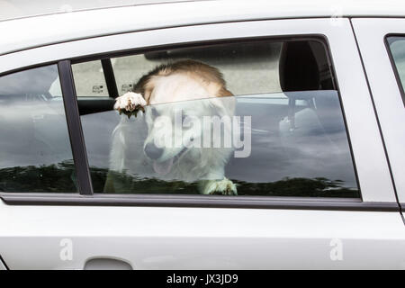 Dog locked in car trying to cool down Stock Photo